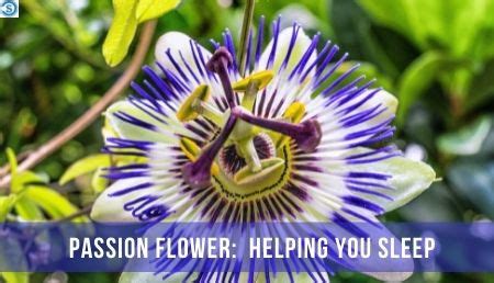 does passionflower help with sleep